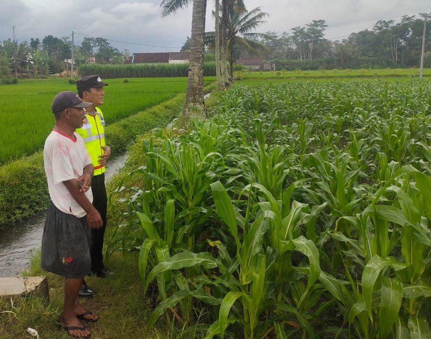 Polres Malang Gandeng Warga Jaga Pangan, Polisi Kawal dari Lahan hingga Panen